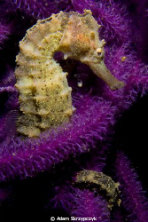 Seahorse in whipcoral, not the best camouflage.  Shot wit... by Adam Skrzypczyk 